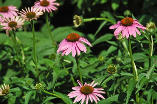 purple coneflower