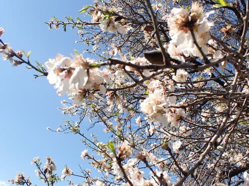 Almond