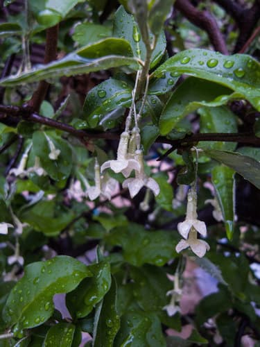 Goumi Berry