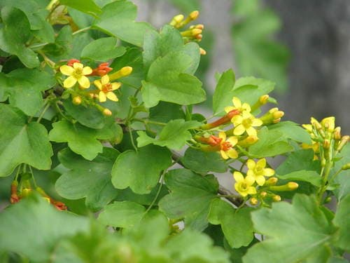 golden currant