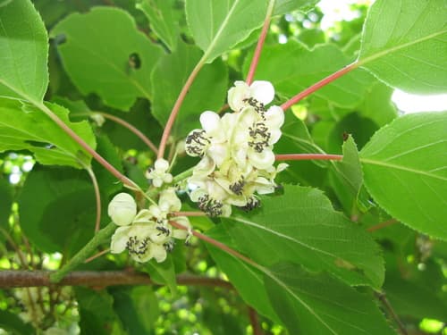 Hardy Kiwi
