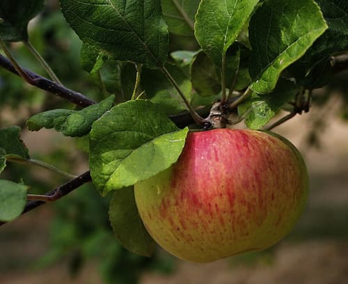 apple