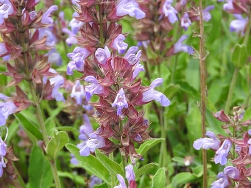 Garden Sage