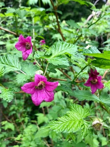 Salmonberry