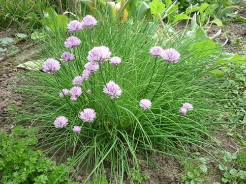 Chives