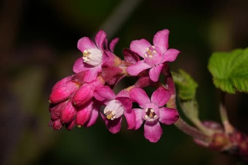 Red-flowering Currant